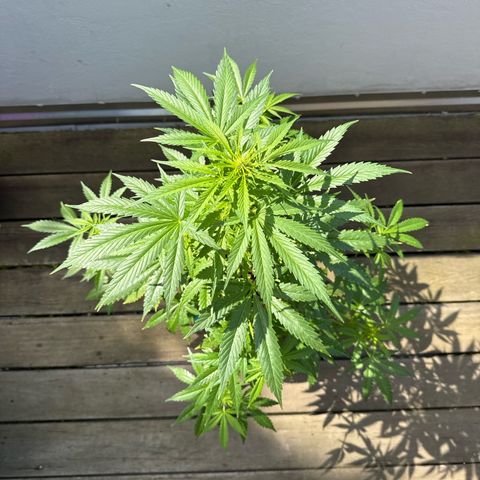 Runtz Auto growlog timeline photo
