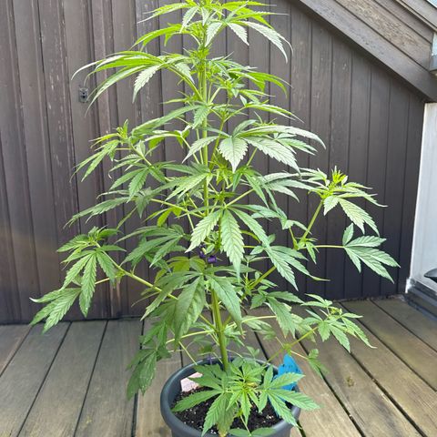 Auto Strawberry Banana growlog timeline photo