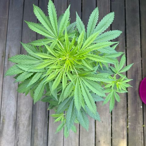Auto Strawberry Banana growlog timeline photo