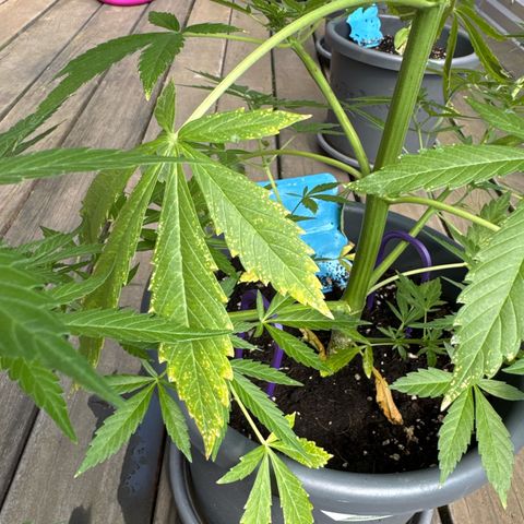 Runtz Auto growlog timeline photo