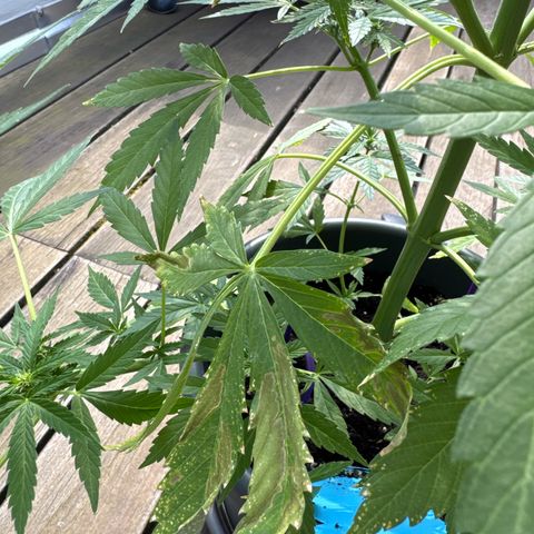 Runtz Auto growlog timeline photo