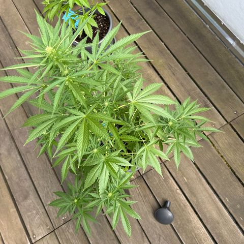 Runtz Auto growlog timeline photo