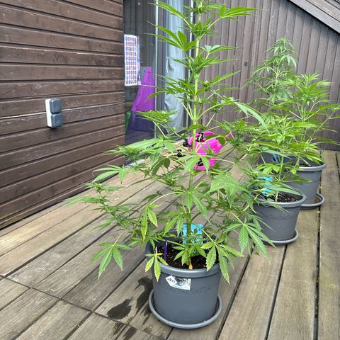 Runtz Auto growlog timeline photo