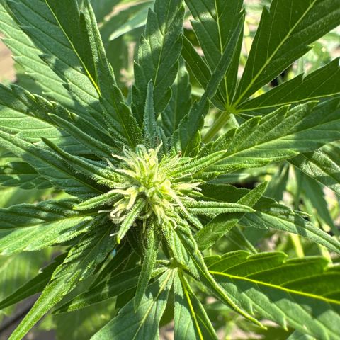 Runtz Auto growlog timeline photo