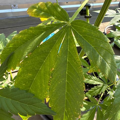 Auto Strawberry Banana growlog timeline photo
