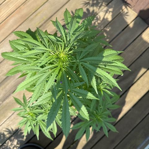 Auto Strawberry Banana growlog timeline photo