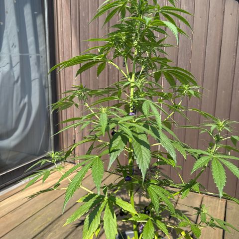 Auto Strawberry Banana growlog timeline photo
