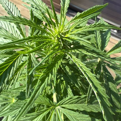 Auto Strawberry Banana growlog timeline photo