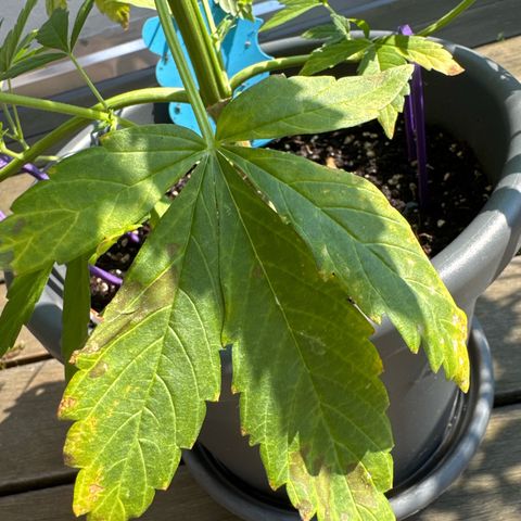 Auto Strawberry Banana growlog timeline photo