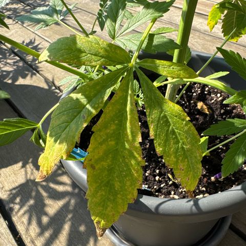 Auto Strawberry Banana growlog timeline photo