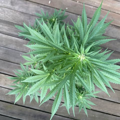 Runtz Auto growlog timeline photo