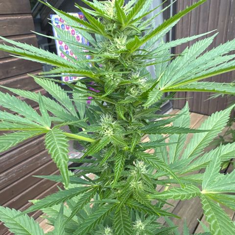Runtz Auto growlog timeline photo