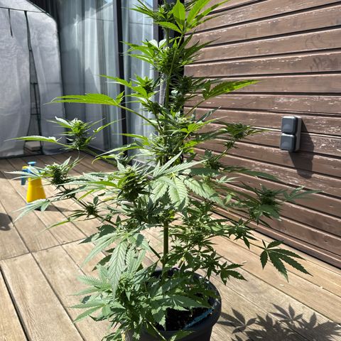 Runtz Auto growlog timeline photo
