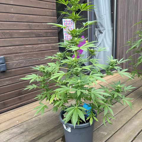 Runtz Auto growlog timeline photo
