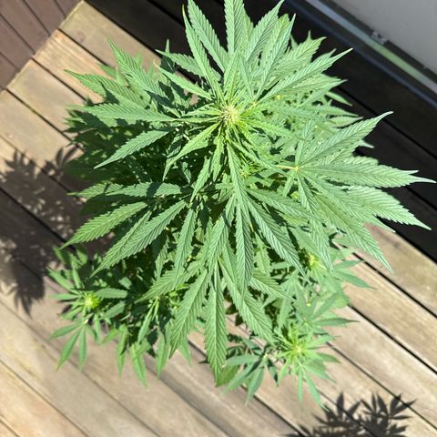 Auto Strawberry Banana growlog timeline photo
