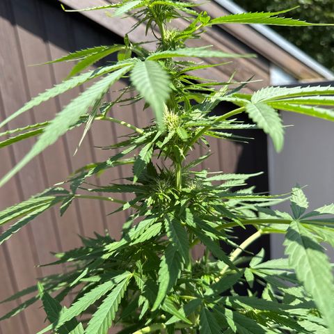Auto Strawberry Banana growlog timeline photo