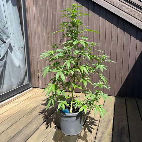 Auto Strawberry Banana growlog timeline photo