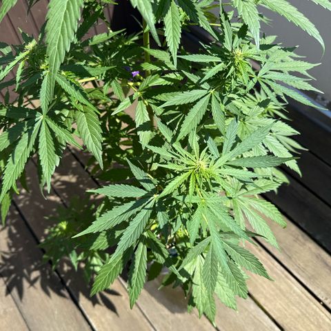 Auto Strawberry Banana growlog timeline photo