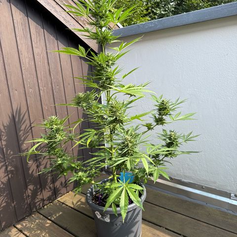 Runtz Auto growlog timeline photo