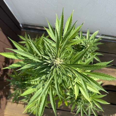 Runtz Auto growlog timeline photo