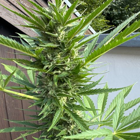 Runtz Auto growlog timeline photo