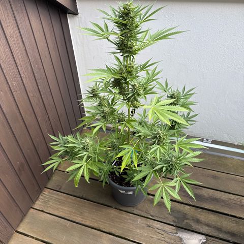 Runtz Auto growlog timeline photo