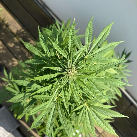 Auto Strawberry Banana growlog timeline photo