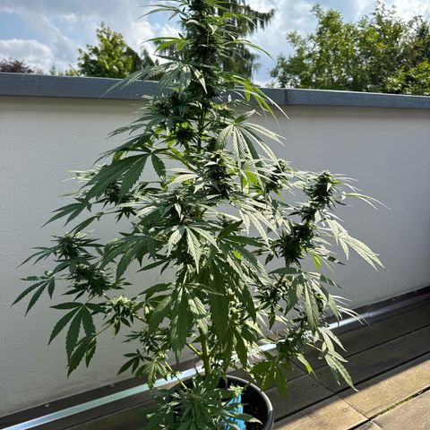 Auto Strawberry Banana growlog timeline photo