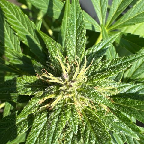 Auto Strawberry Banana growlog timeline photo