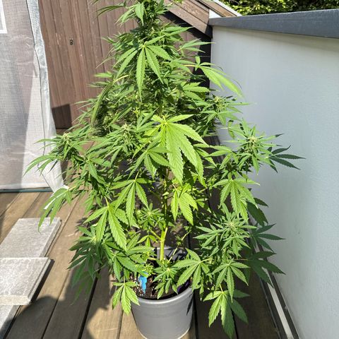 Auto Strawberry Banana growlog timeline photo