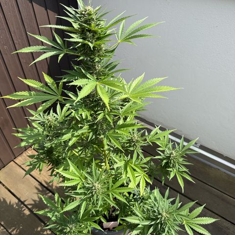 Runtz Auto growlog timeline photo