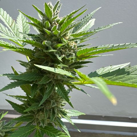 Runtz Auto growlog timeline photo