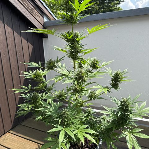 Runtz Auto growlog timeline photo