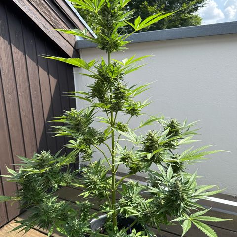 Runtz Auto growlog timeline photo