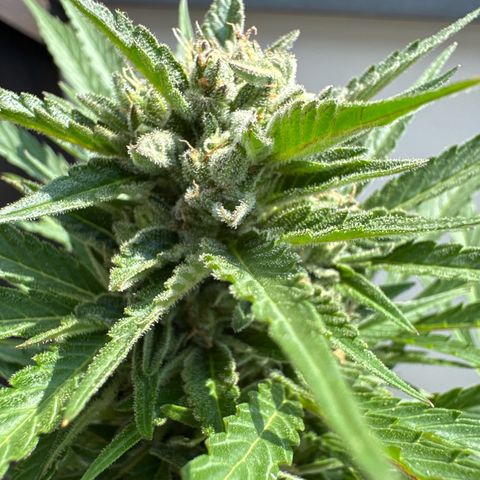 Runtz Auto growlog timeline photo