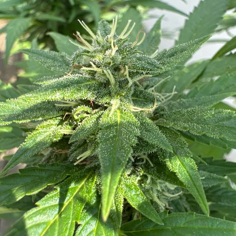 Auto Strawberry Banana growlog timeline photo