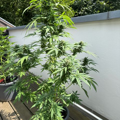 Auto Strawberry Banana growlog timeline photo