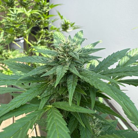 Auto Strawberry Banana growlog timeline photo