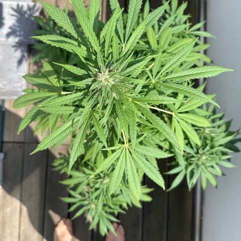 Auto Strawberry Banana growlog timeline photo
