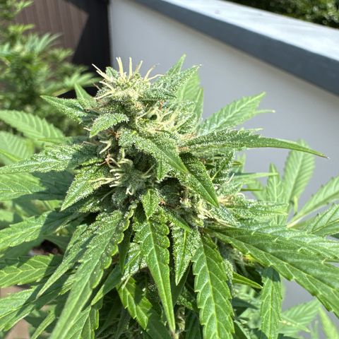 Auto Strawberry Banana growlog timeline photo