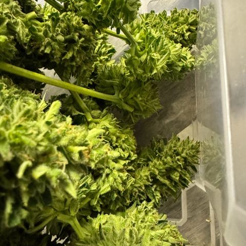 Runtz Auto growlog timeline photo