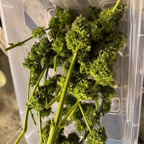 Runtz Auto growlog timeline photo