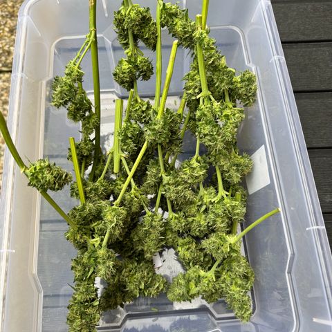Auto Strawberry Banana growlog timeline photo