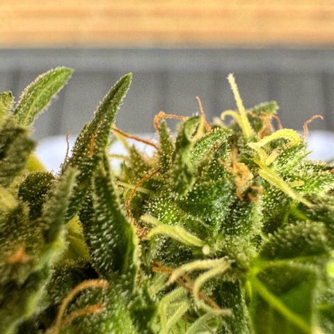 Auto Strawberry Banana growlog timeline photo