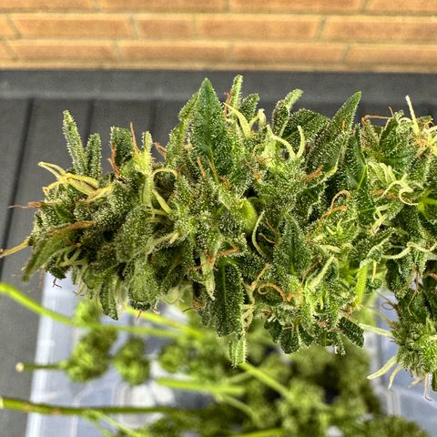Auto Strawberry Banana growlog timeline photo