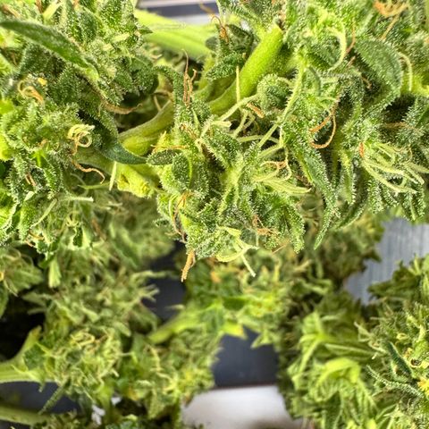 Auto Strawberry Banana growlog timeline photo