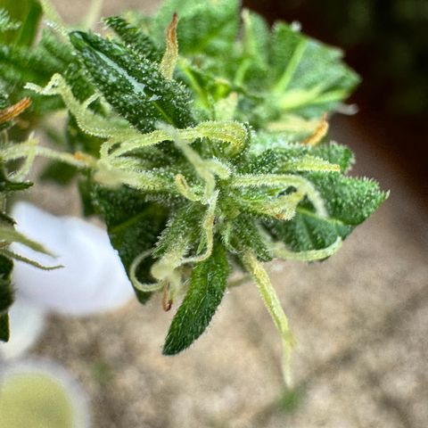 Auto Strawberry Banana growlog photo: Vor und nach Budwash