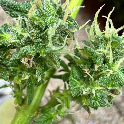 Auto Strawberry Banana growlog photo: Vor und nach Budwash