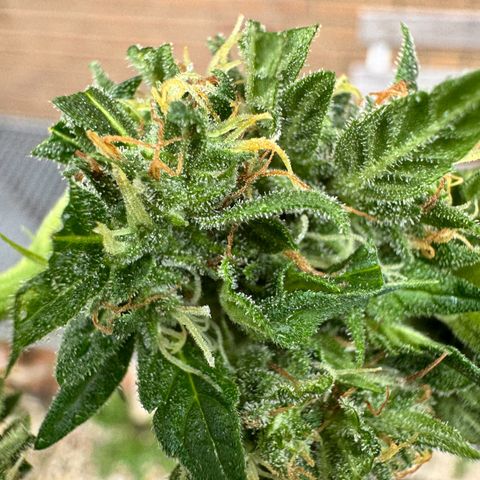 Auto Strawberry Banana growlog photo: Vor und nach Budwash