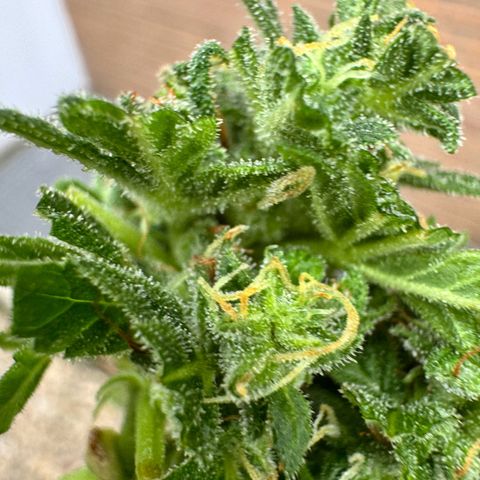 Auto Strawberry Banana growlog photo: Vor und nach Budwash
